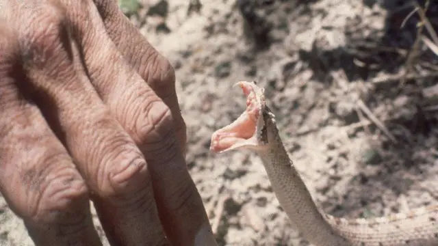 పాముకాటు మరణాలు 