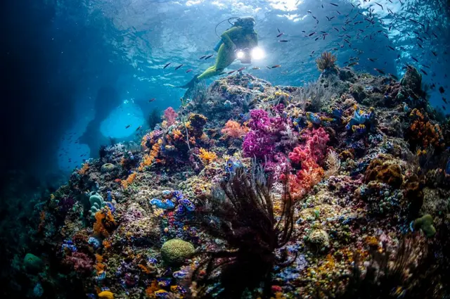 Penyelam scuba di terumbu berwarna-warni dengan varian spesies karang di Raja Ampat. 