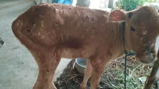 लम्पी स्किन रोग