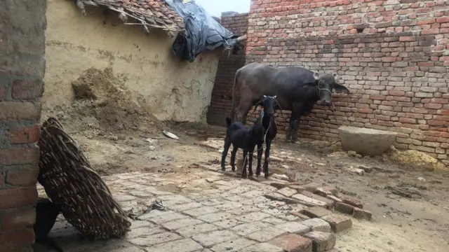 बहराइच-बलात्कार-डीएनए