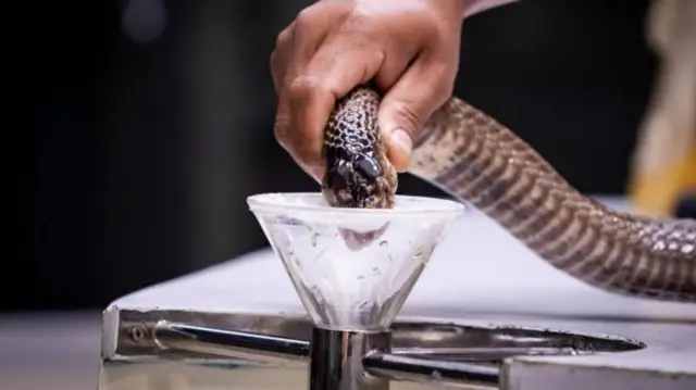 இந்தியாவின் பிக் 4 பாம்புகள், உலகில் அதிக விஷமுள்ள மற்றும் ஆபத்தான 10 பாம்புகள் எவை?