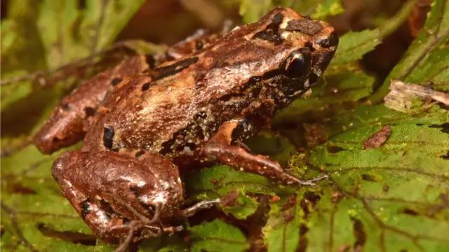 Una nueva especie de rana.