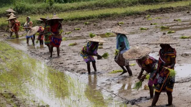 कृषि बिल: क्या पंजाब-हरियाणा के किसानों पर ही है असर, या तस्वीर इससे कहीं अधिक बड़ी है