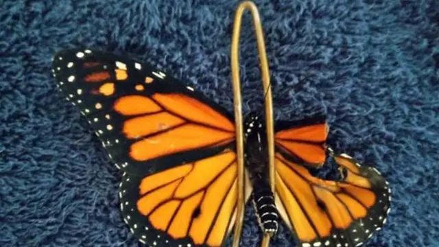 ਟੁੱਟੇ ਖੰਭ ਵਾਲੀ ਤਿਤਲੀ