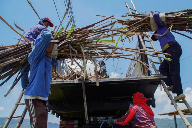 Buruh tani sedang mengangkat tebu.