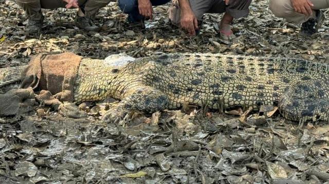 কুমিরের গায়ে বসানো স্যাটেলাইট ট্যান্সমিটার বসানোর পর ছেড়ে দেয়া হচ্ছে