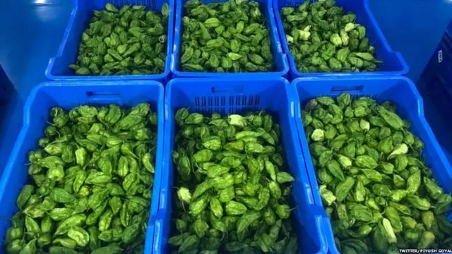 રાજા મરચાં