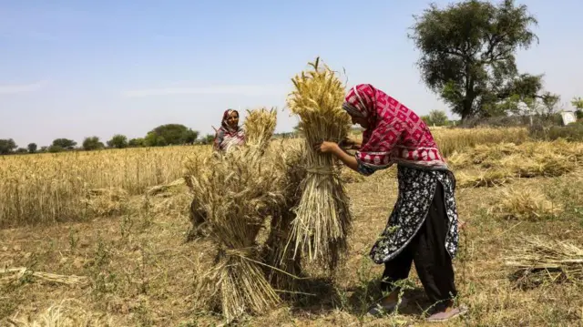 پاکستان میں بڑی فصلوں اور صنعتوں کی پیداوار میں کمی: معاشی بحالی کا حکومتی دعویٰ کتنا درست ہے؟
