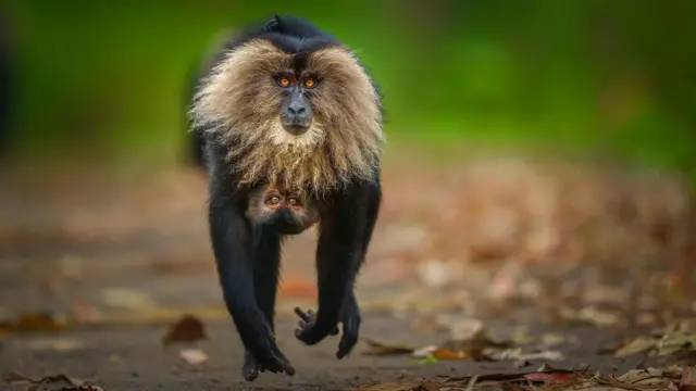 పశ్చిమ కనుమలు, మకాక్