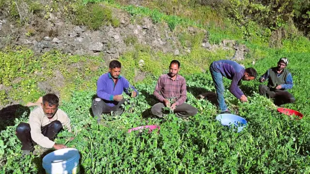 चकराता के गाँव कंदाड़ में सब्ज़ी काटते किसान