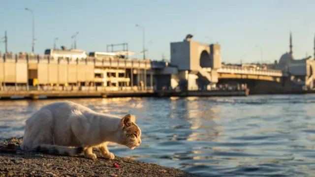 Fotografia ze Stambułu w Turcji przedstawiająca bezdomnego kota nad Bosforem.