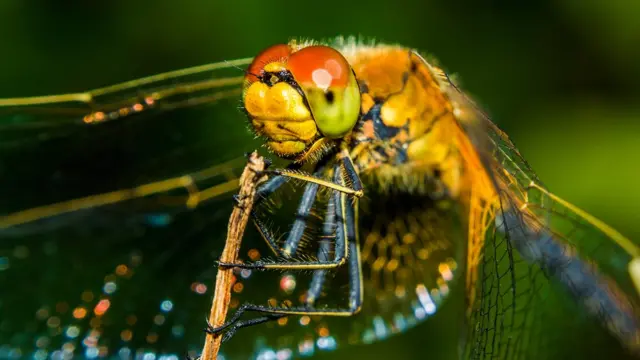 Макронасекомые