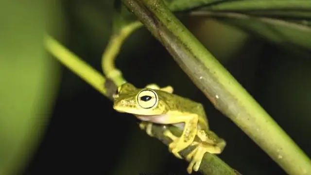 जंगलों का जीवन