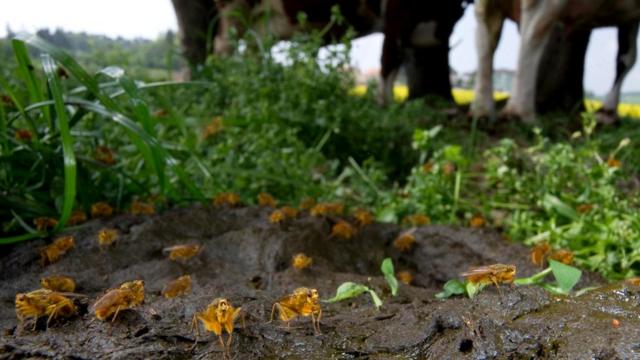 Желтые навозные мухи (Scathophaga stercoraria) питаются коровьим пометом