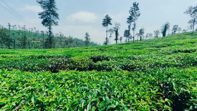 கேரளா, வயநாடு, காங்கிரஸ், ராகுல் காந்தி, பா.ஜ.க., அரசியல், இந்தியக் கம்யூனிஸ்ட் கட்சி