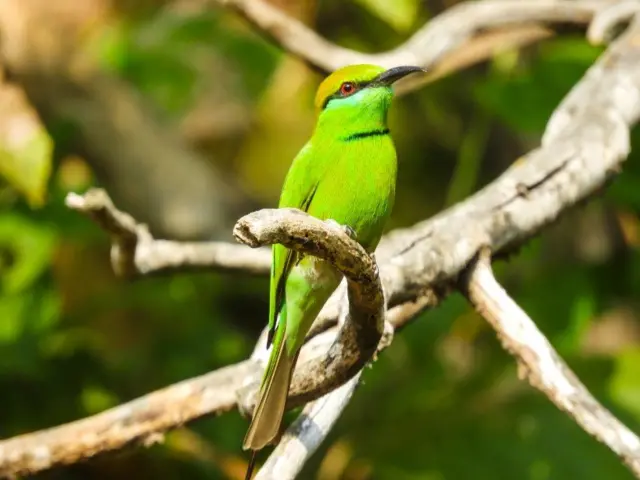 గ్రీన్ బీ ఈటర్