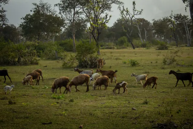 గొర్రెలు