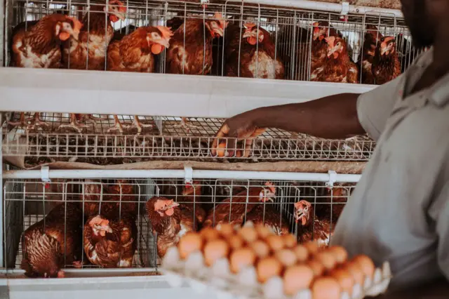 man dey pick egg for poultry for Accra, Ghana