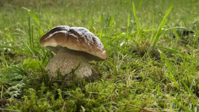 Белый гриб в траве.
