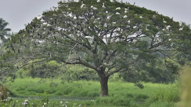 பூச்சியினம்