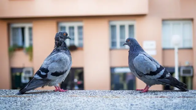Palomas