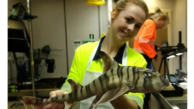 다른 뿔상어들이 기피하는 깊은 바닷속에서 새로운 종의 뿔상어가 발견됐다