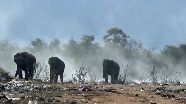 குப்பைகளை நாடிச் செல்லும் காட்டு யானைகள்