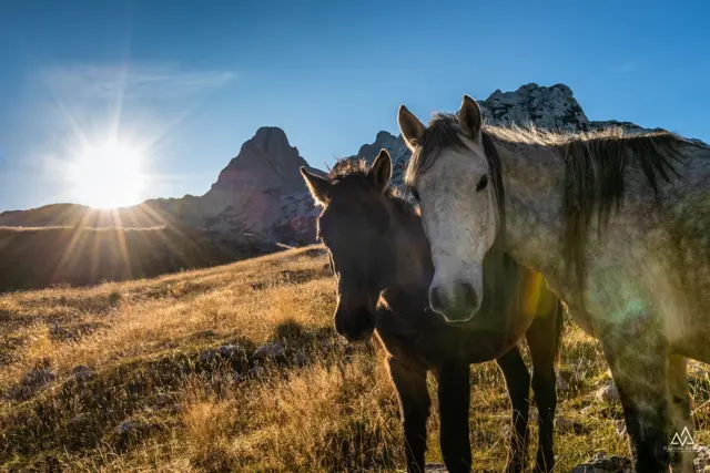 bosanski brdski konj na prenju