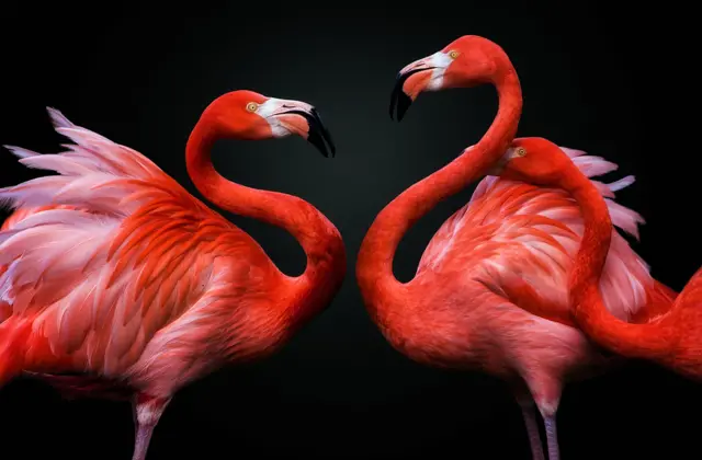 Flamencos