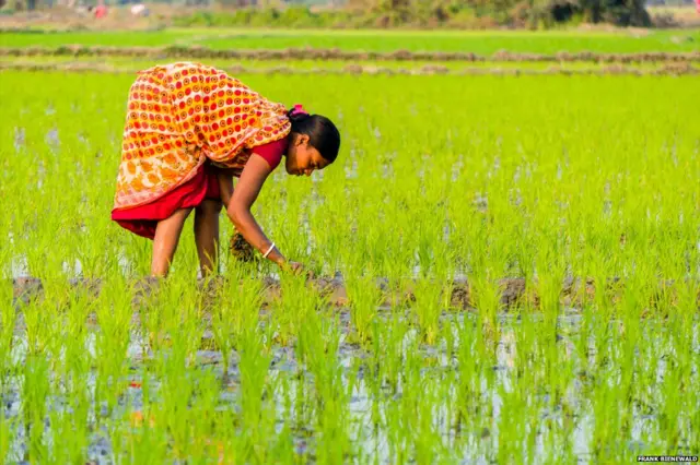 भारतीय किसान
