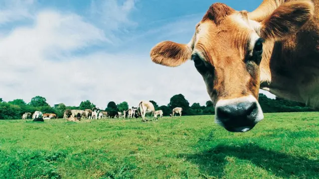 Голова коровы джерсийской породы