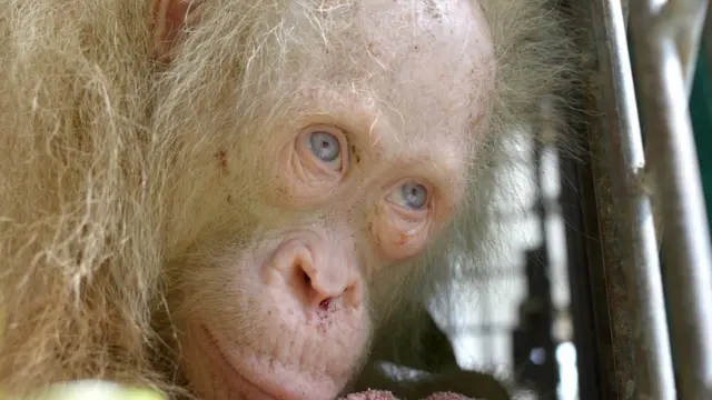 albino orangutan
