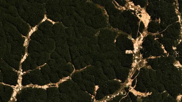 খননকাজ জঙ্গলে ক্ষতচিহ্ন তৈরি করে