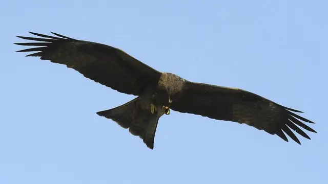 ٹڈی دل، کراچی