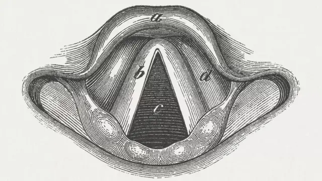 غږ او حنجره