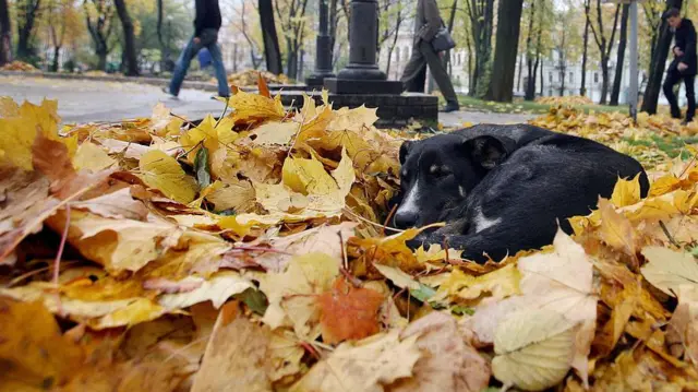 Собака в листі в київському парку