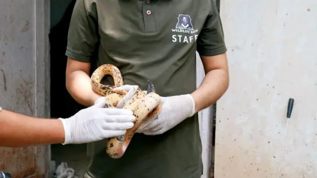 ராயல் பாம்பு
