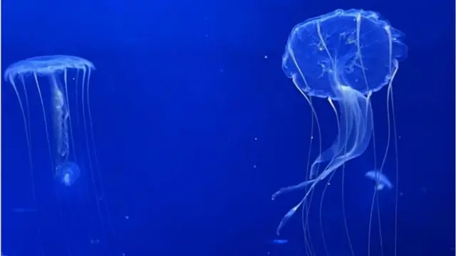 জেলিফিশ