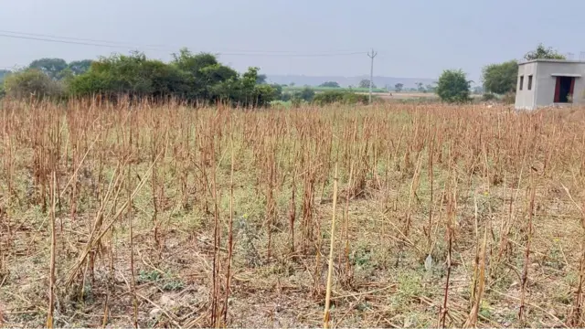 पावसाअभावी पिकांची झालेली अवस्था.
