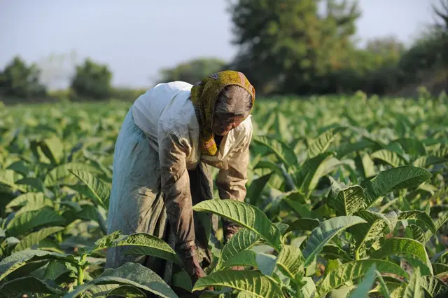 બીબીસી ગુજરાતી સુરેન્દ્રનગર ખેડૂત તમાકુ ખેતી જીરુ ધાણા વાવેતર 