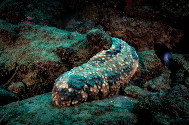 సీ కుకుంబర్