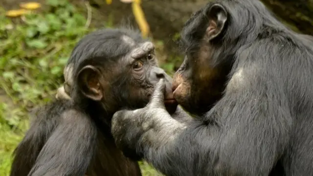 Dois macacos dando beijo na boca 