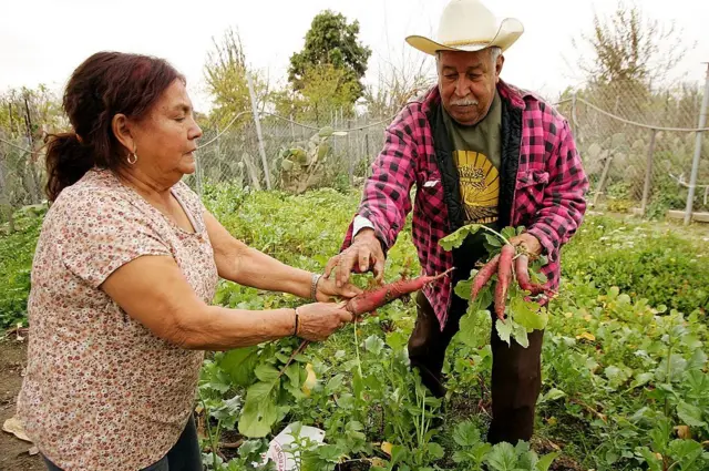 మెక్సికో ఫెస్టివల్