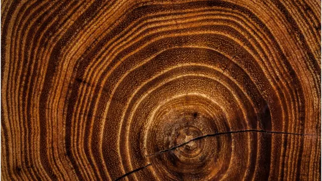 дендрохронологія