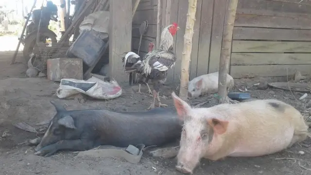 Qoysku digaag iyo doofaaro ayay dhaqan jireen