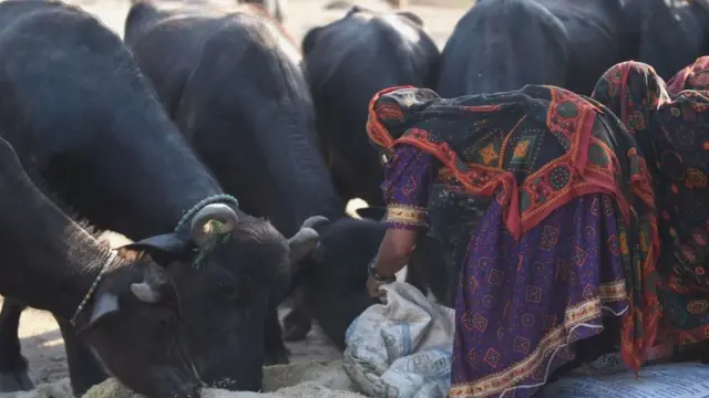 પશુપાલકની તસવીર