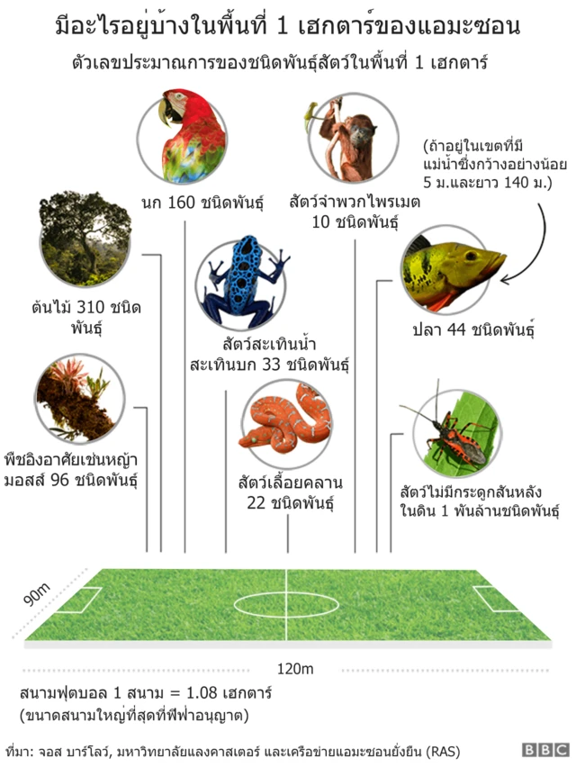 ป่าแอมะซอน