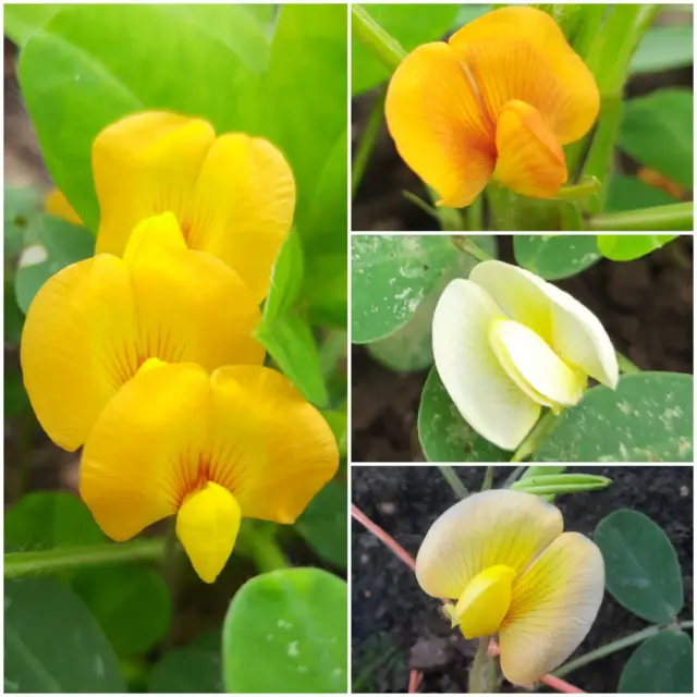 ગુજરાતી, ગુજરાત, મગફળી, મગફળીની નવી જાતો, મગફળીનું વાવેતર, ખેતી, ગુજરાતમાં વાવેતર વિસ્તાર, જૂનાગઢ કૃષિ યુનિવર્સિટી, મગફળીનું તેલ, સંકરણ, પરાગનયન, ફૂલ, મગફળીના ફૂલ, જૂનાગઢ, જૂનાગઢ કૃષિ યુનિવર્સિટી, ગિરનાર-૪ મગફળી, બીટી-૩૨ મગફળી, ૨૦-નંબર મગફળી, 39 નંબર મગફળી 