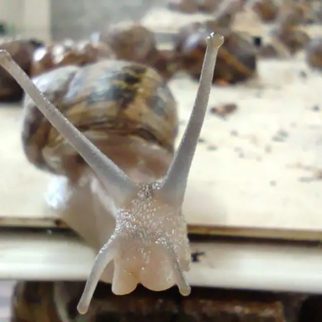 Равлик на фермі Герасименків