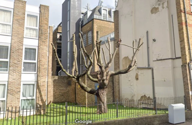 Ağacın Google sokak görüntülerindeki eski fotoğrafı